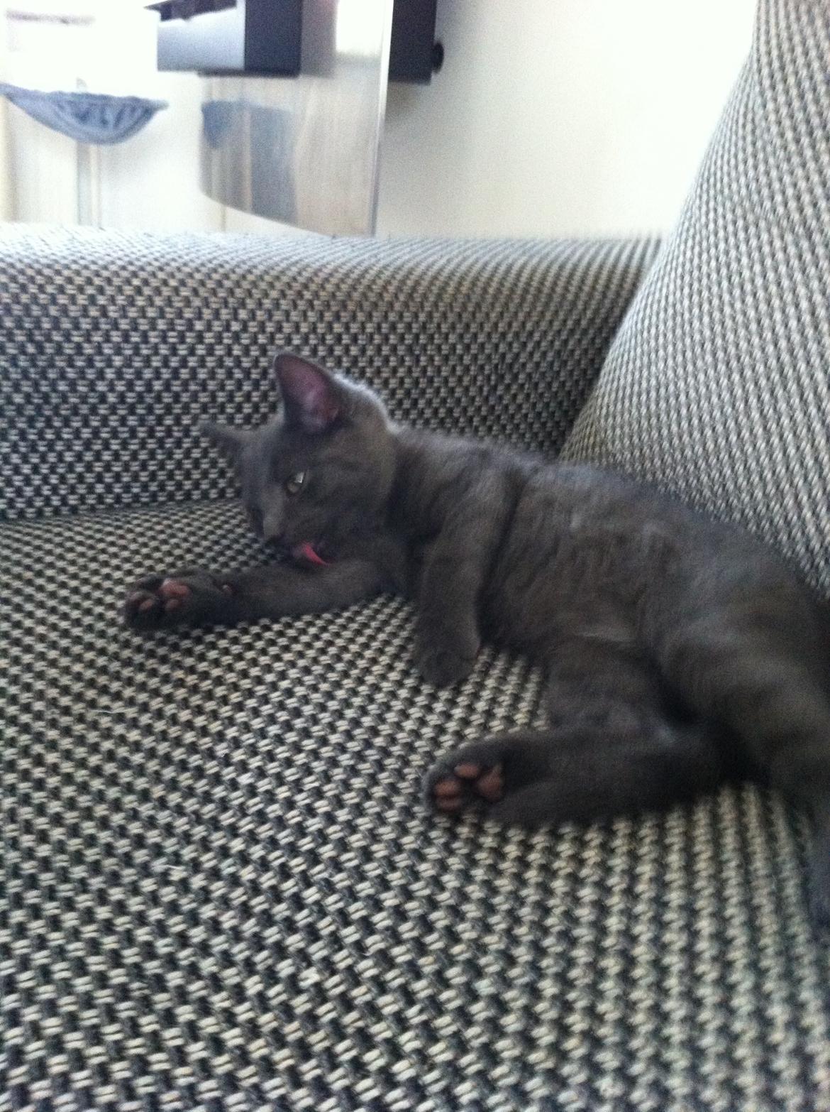 Huskat Sylvester - Så er han ankommet til hans nye hjem... billede 2