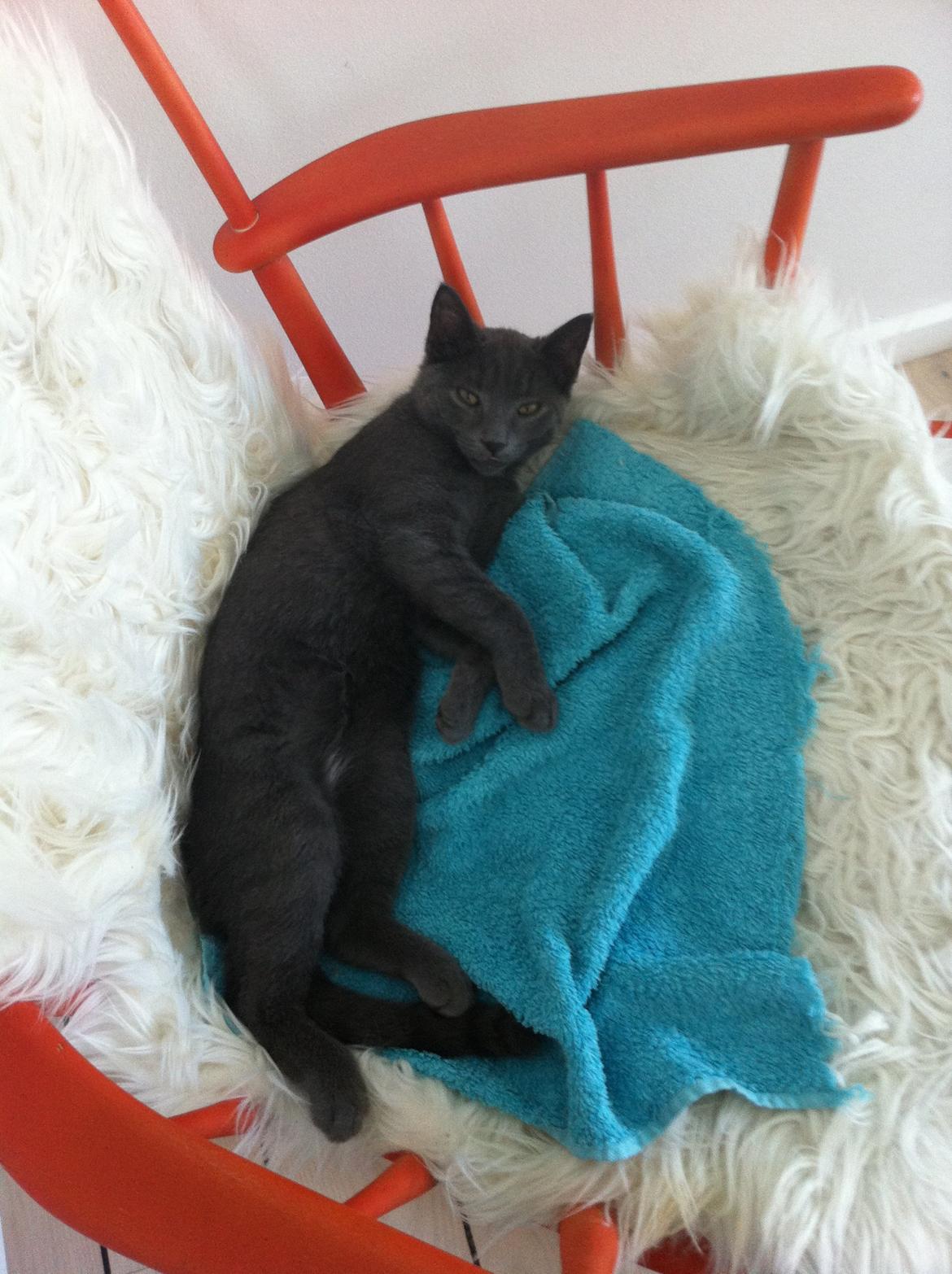 Huskat Sylvester - Ved at blive en stor dreng... billede 3