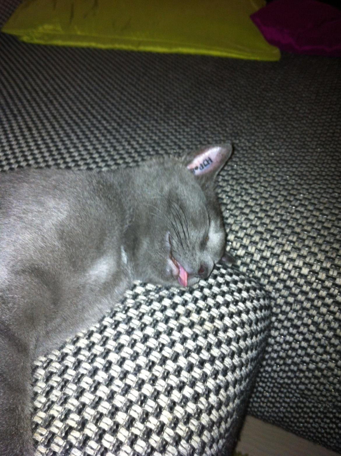 Huskat Sylvester - Har svært ved at holde tungen inde i munden...;-) billede 4