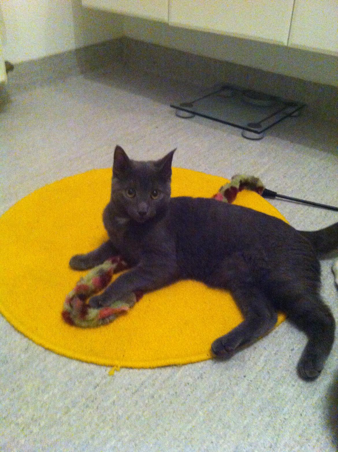 Huskat Sylvester - smuk billede 5