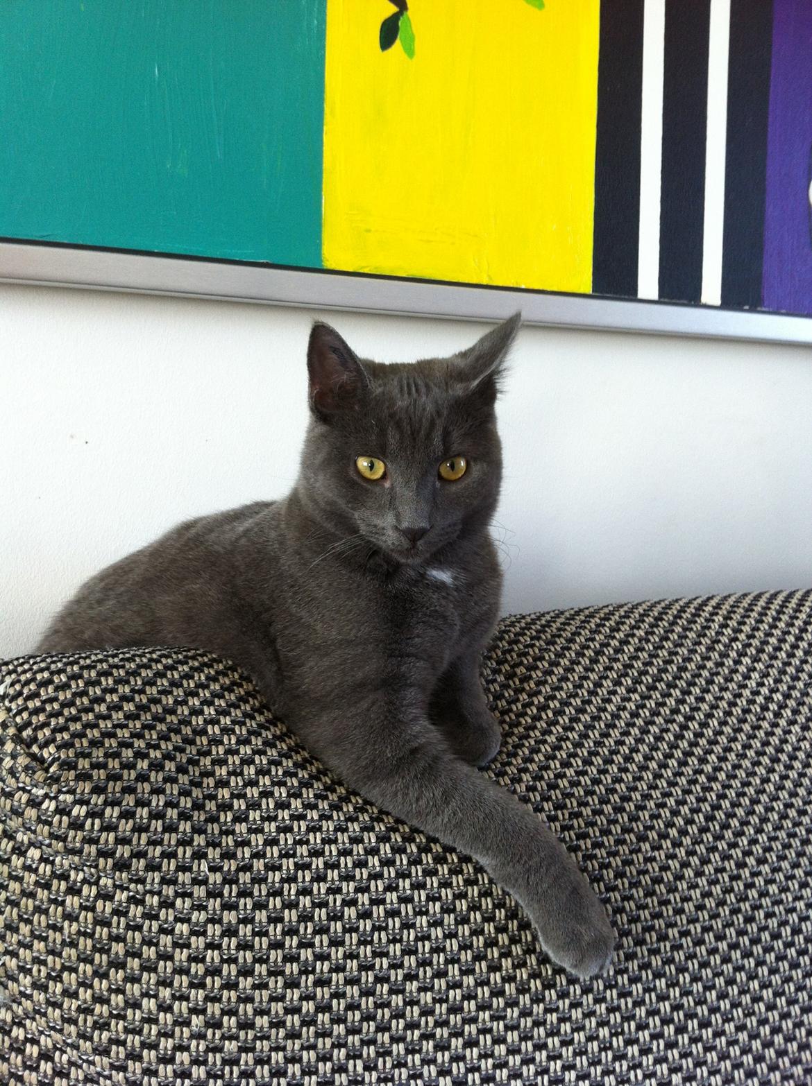 Huskat Sylvester billede 6