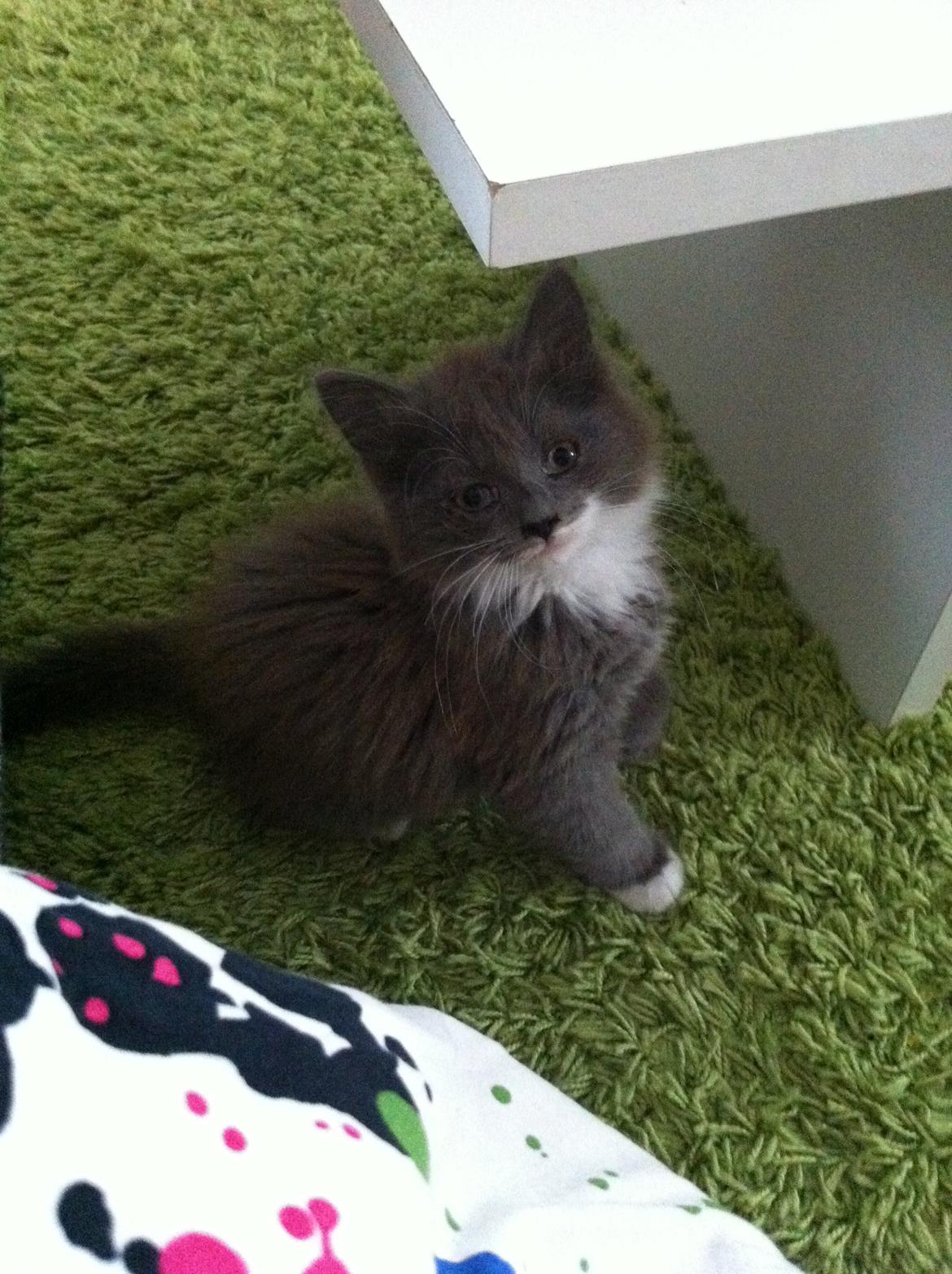 Maine Coon Chanell - 1 dag i hendes nye hjem... billede 1