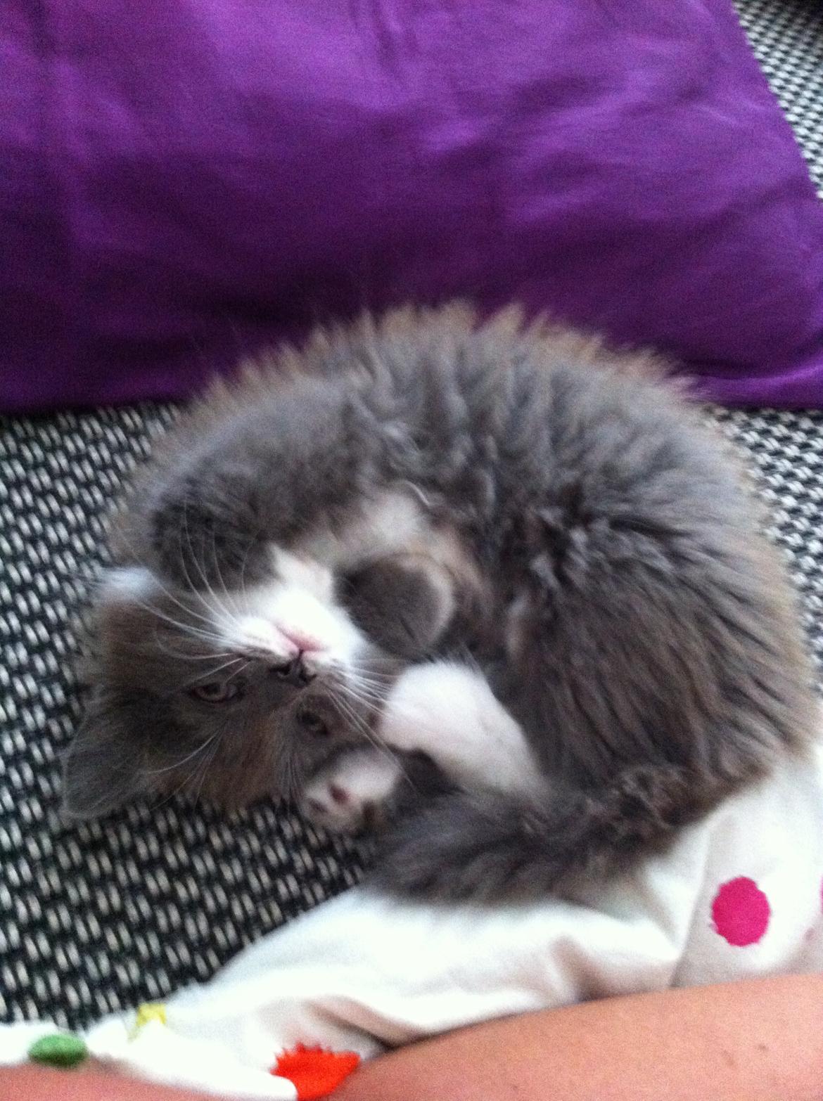 Maine Coon Chanell - <3 billede 2