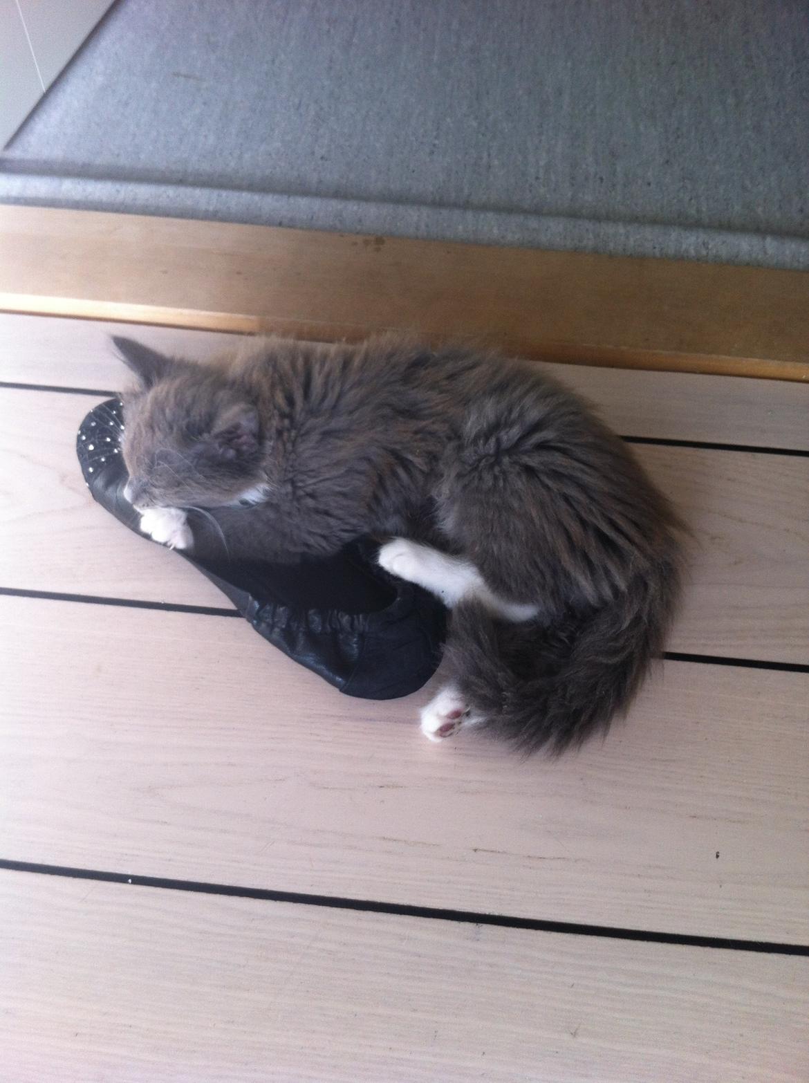 Maine Coon Chanell - meget lille.... billede 3