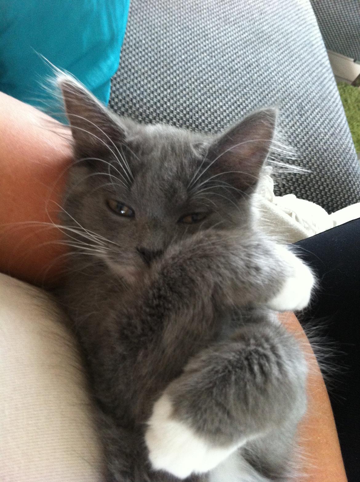 Maine Coon Chanell - <3 <3 billede 4