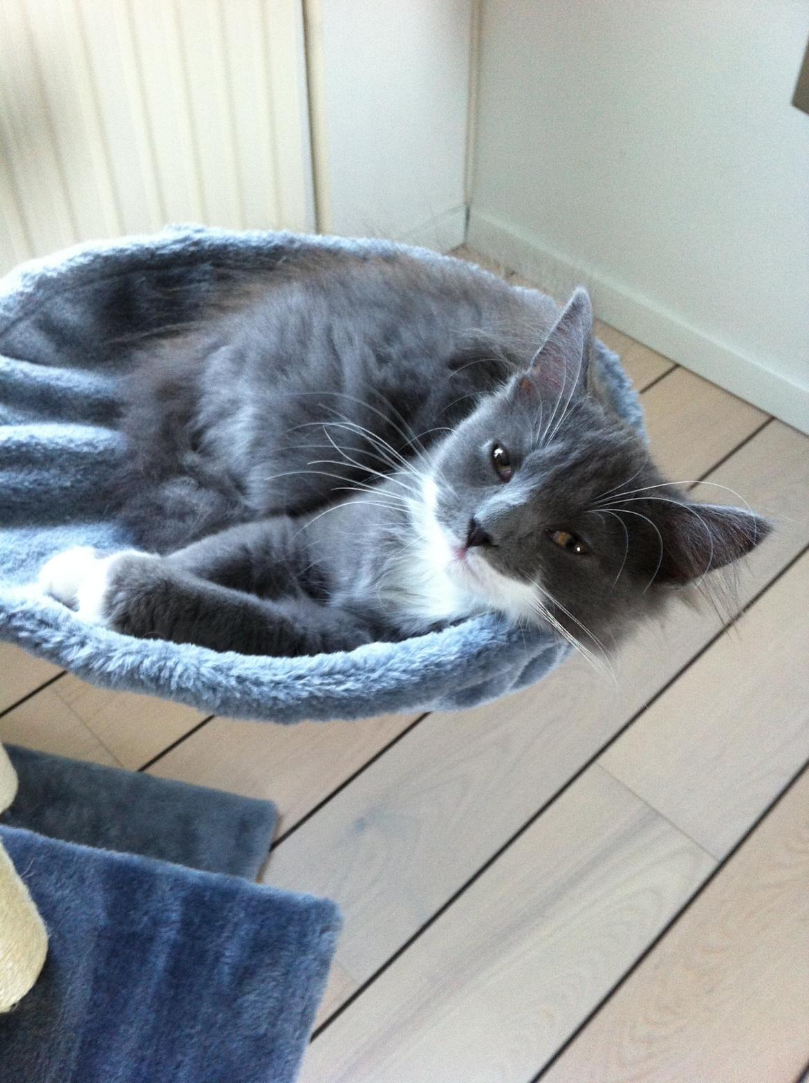 Maine Coon Chanell billede 5