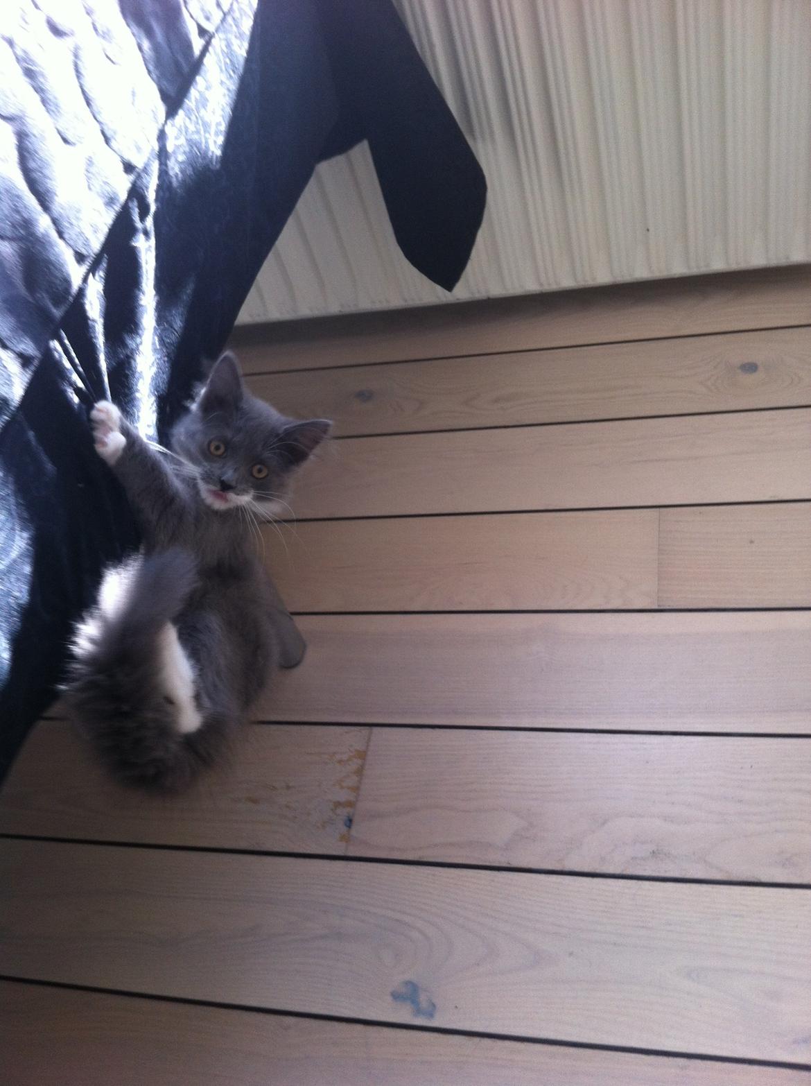 Maine Coon Chanell - bandit! billede 6