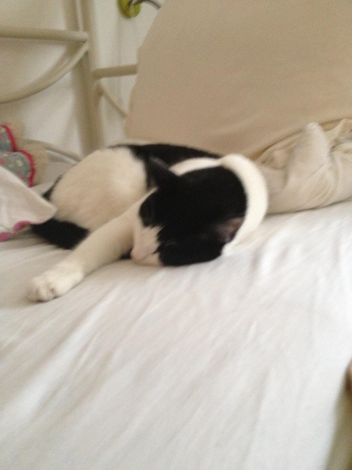 Huskat Mitte billede 8