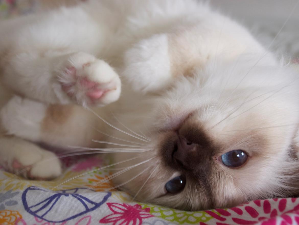 Hellig Birma Flicka billede 1