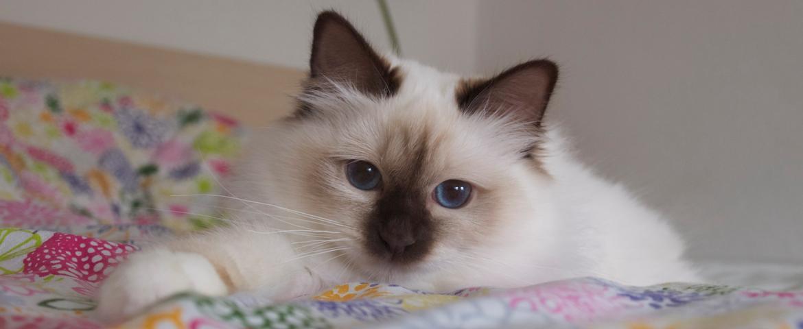 Hellig Birma Flicka billede 2