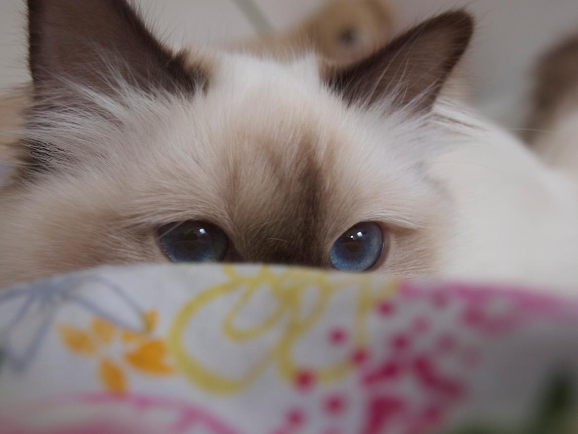 Hellig Birma Flicka billede 3