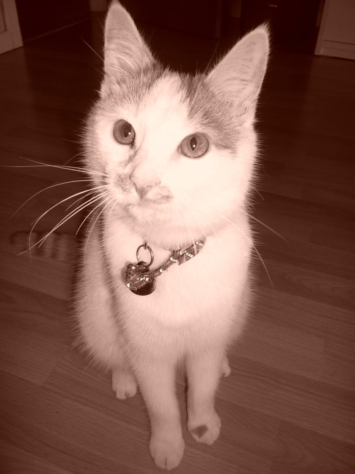 Huskat Eddi - eddi 10 mdr billede 10