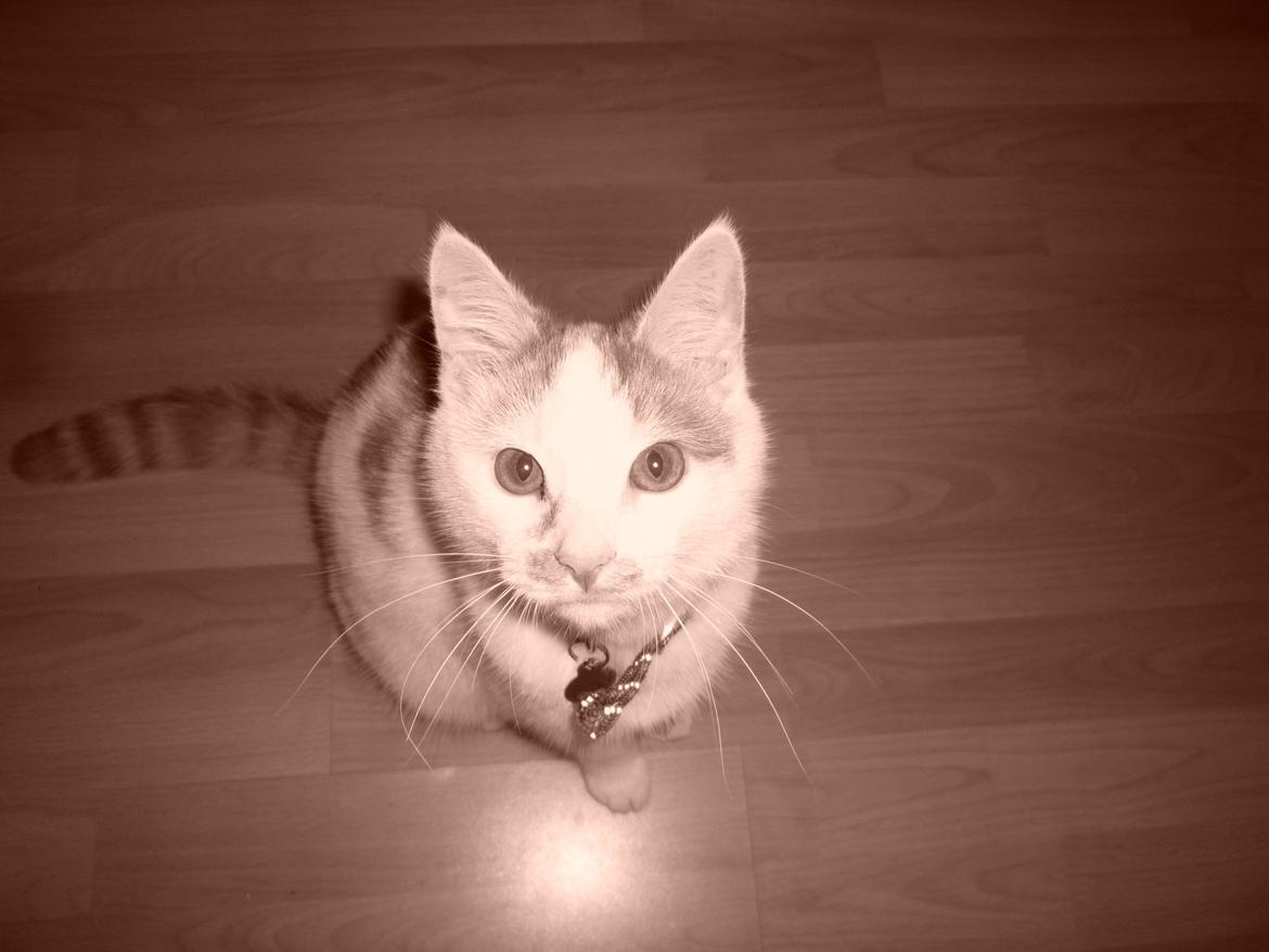 Huskat Eddi - eddi ti mdr billede 11