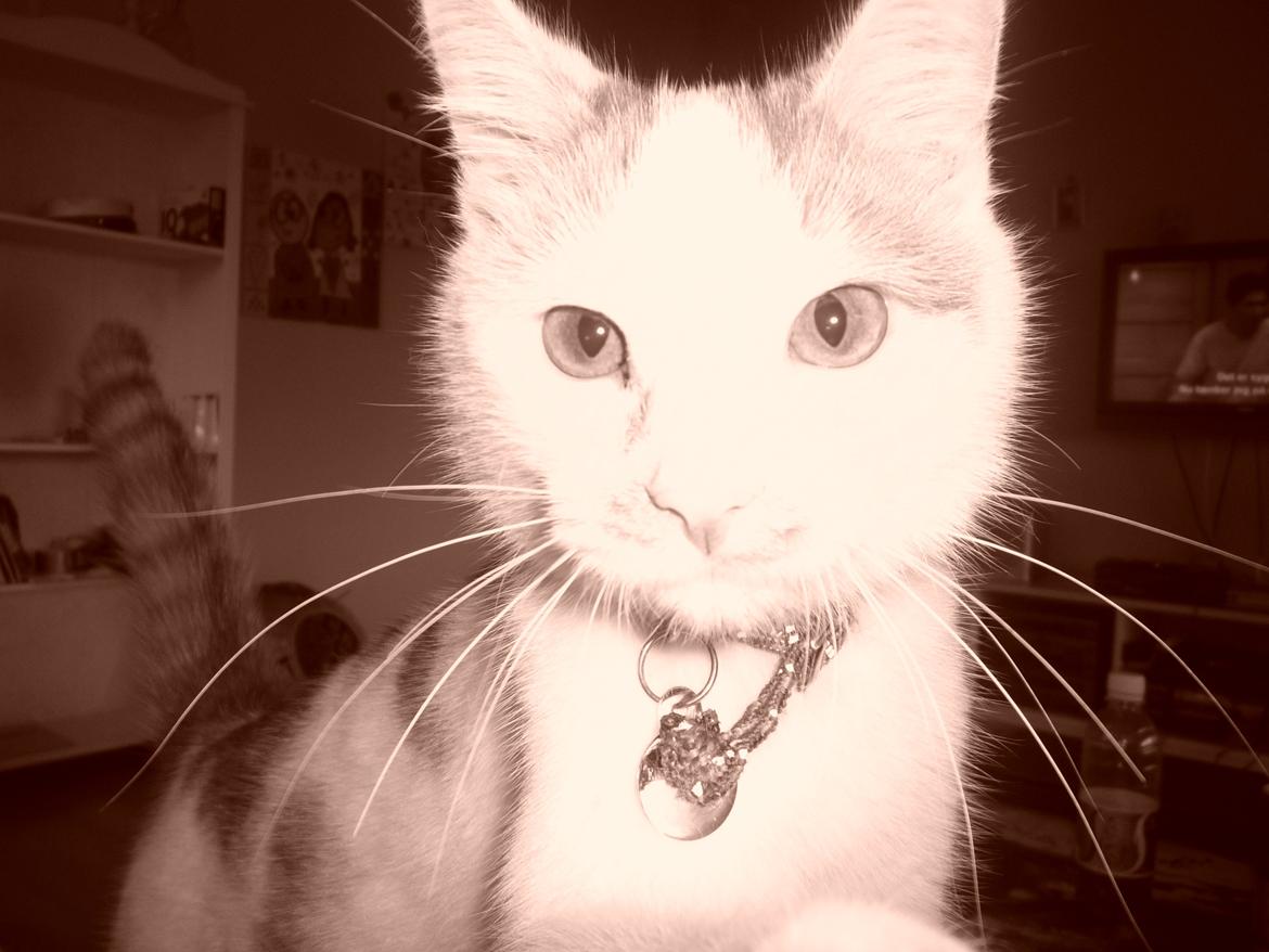 Huskat Eddi - eddi ti mdr billede 12