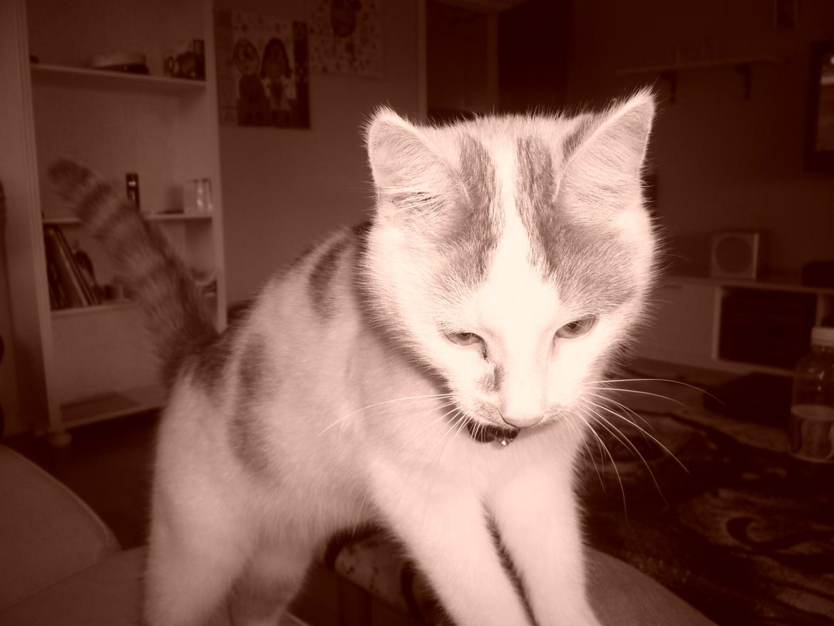 Huskat Eddi - eddi ti mdr billede 13