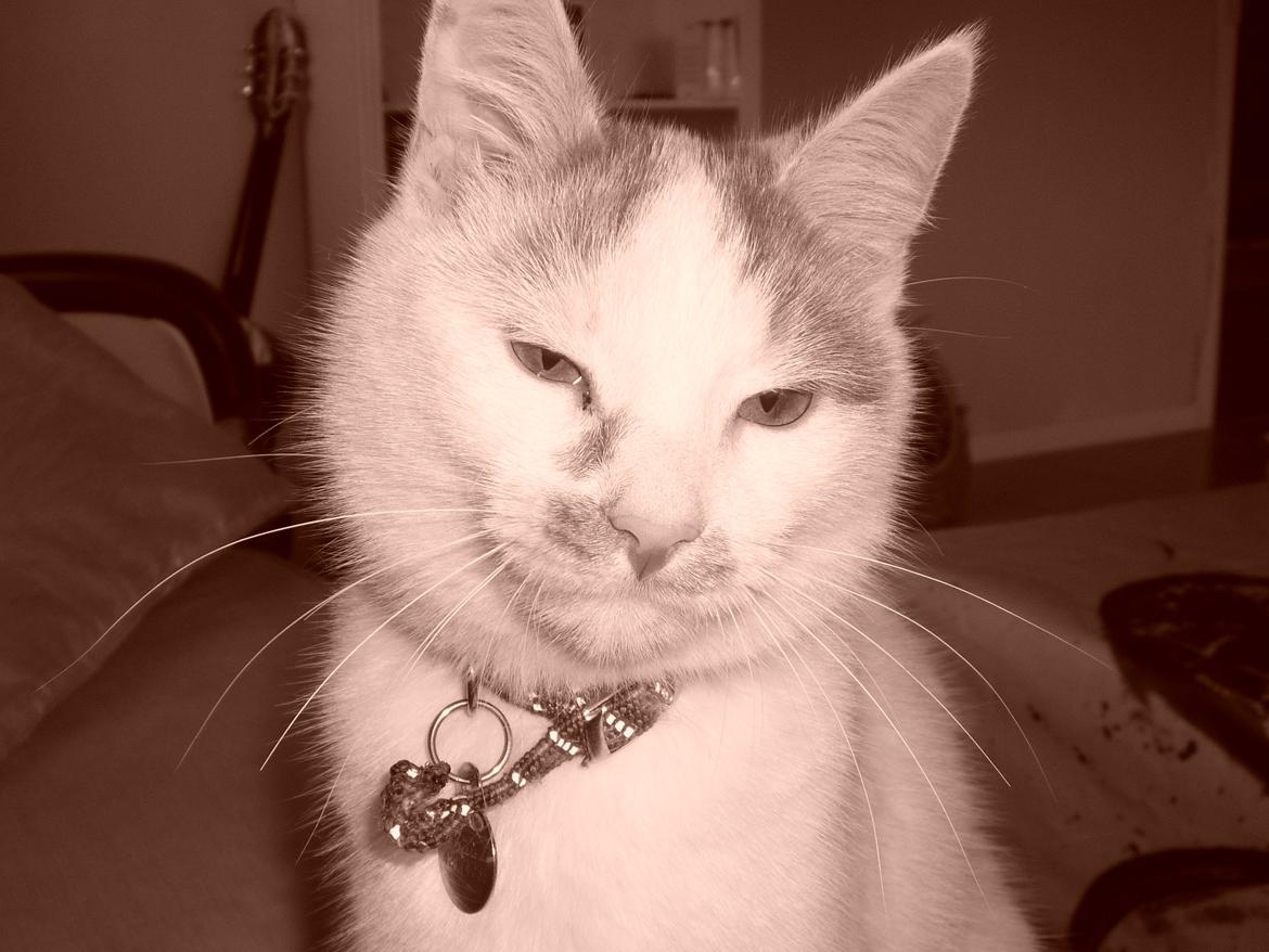 Huskat Eddi - eddi ti mdr billede 14