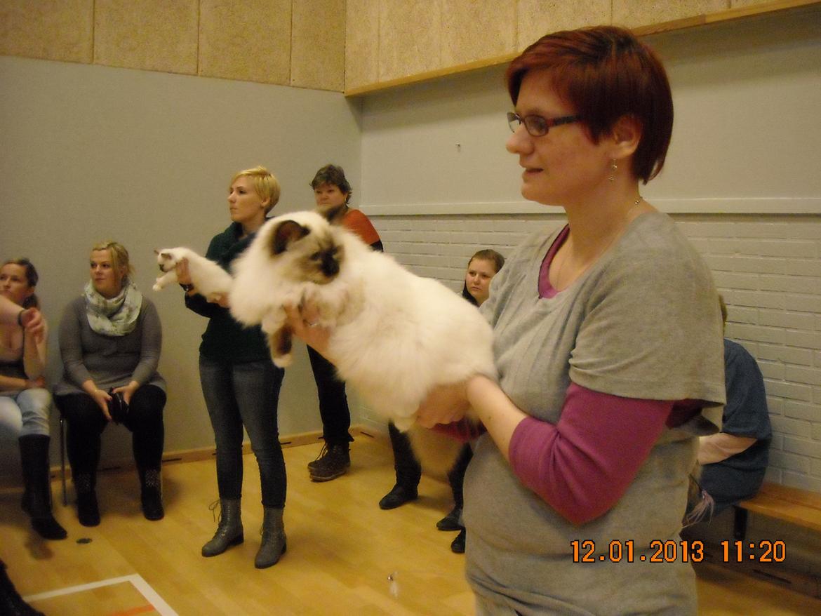 Hellig Birma Rokakitho's Gaia billede 15