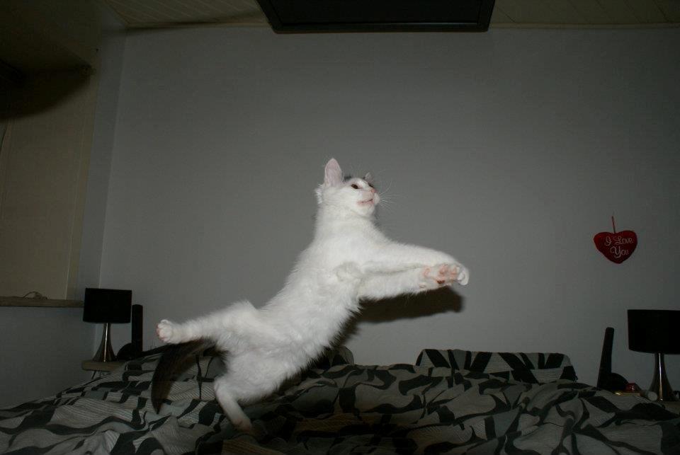 Tyrkisk Van DK Van Lehmkuhl Jason (Avlskat) billede 3