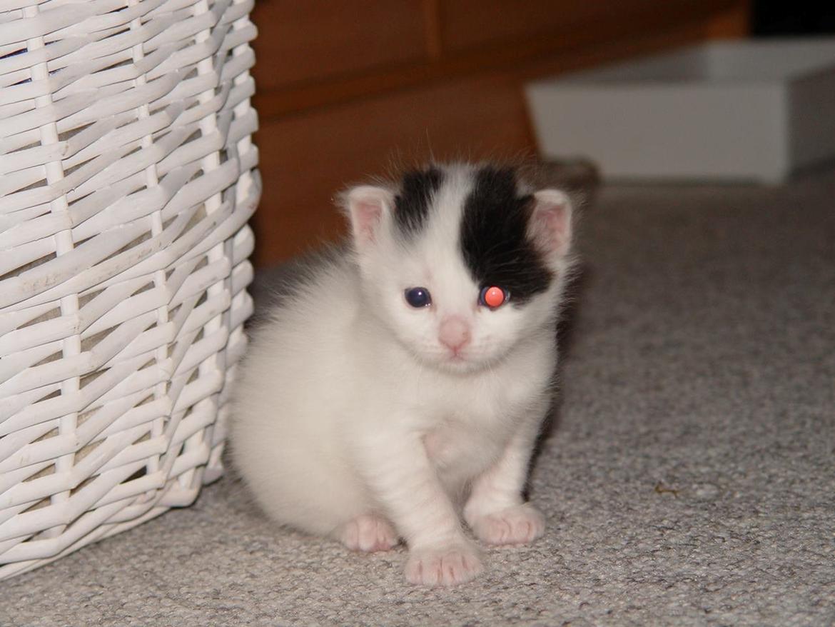 Tyrkisk Van DK Van Lehmkuhl Jason (Avlskat) billede 4