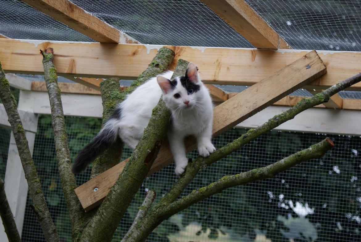 Tyrkisk Van DK Van Lehmkuhl Jason (Avlskat) billede 5