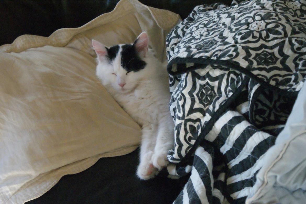 Tyrkisk Van DK Van Lehmkuhl Jason (Avlskat) billede 6