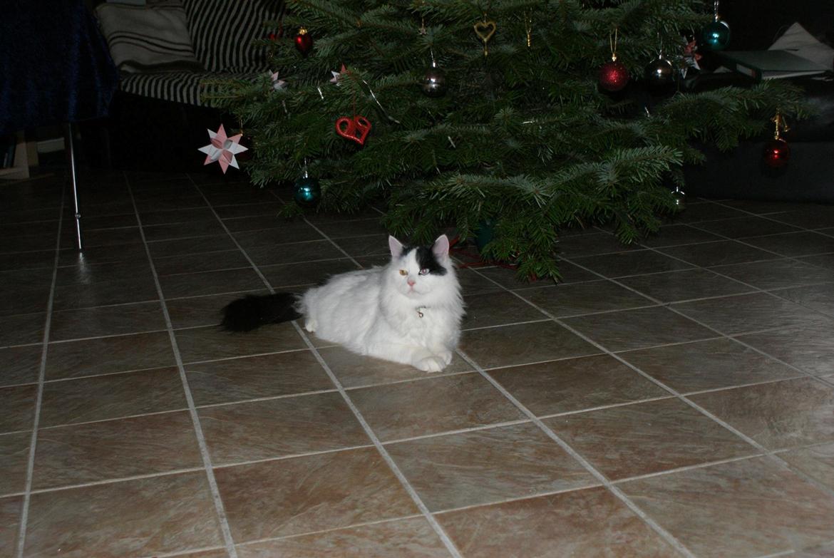 Tyrkisk Van DK Van Lehmkuhl Jason (Avlskat) billede 7