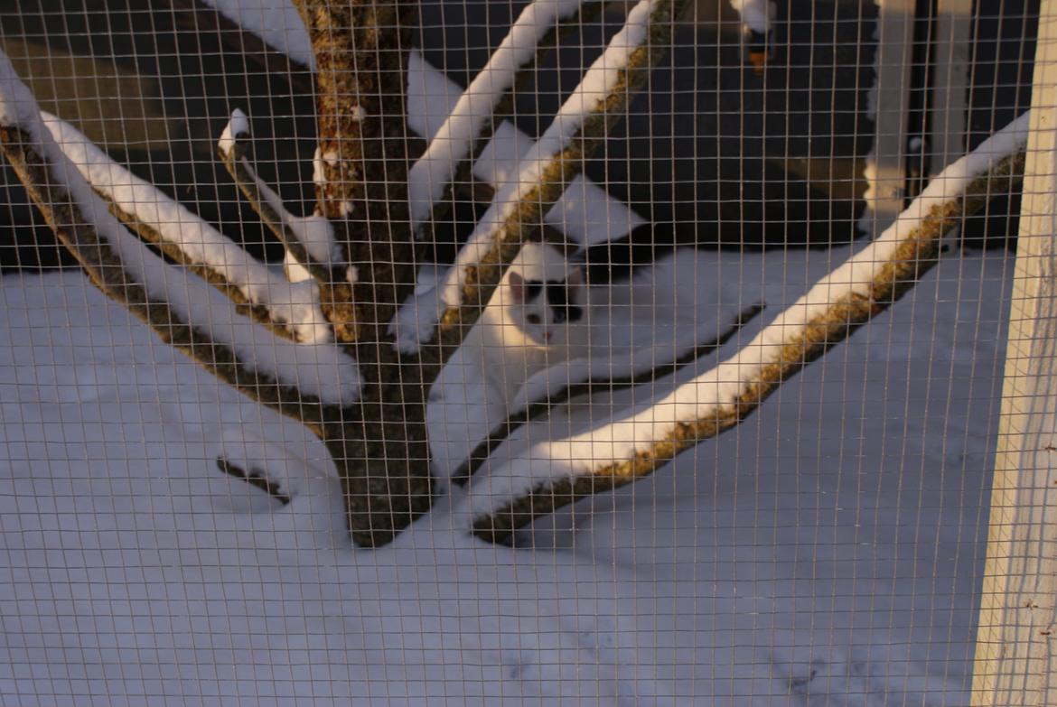 Tyrkisk Van DK Van Lehmkuhl Jason (Avlskat) billede 8