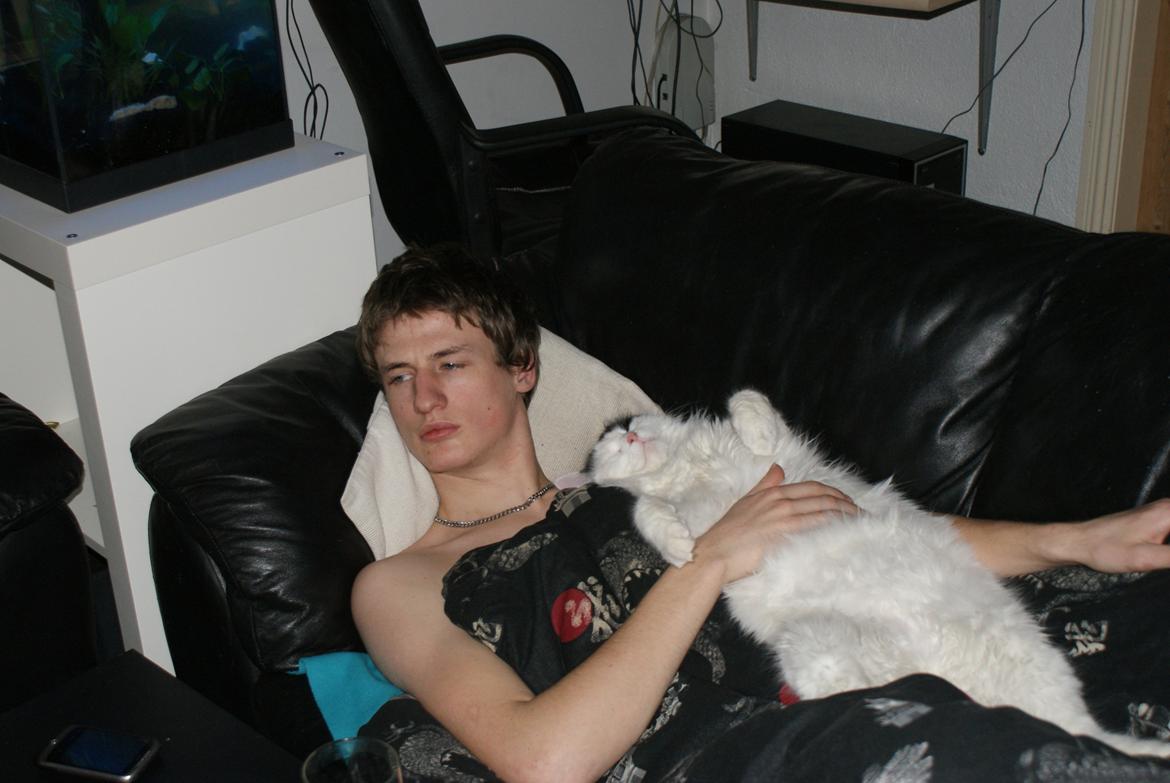 Tyrkisk Van DK Van Lehmkuhl Jason (Avlskat) billede 9