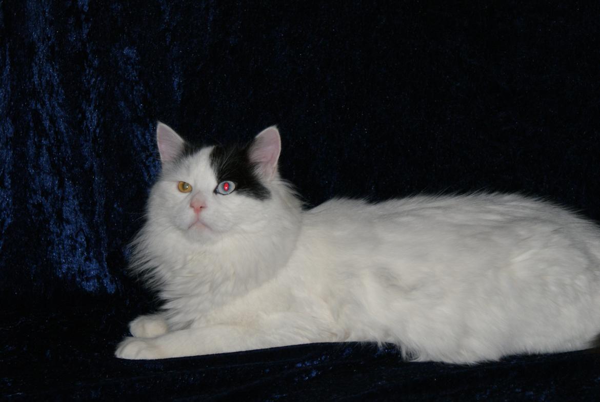 Tyrkisk Van DK Van Lehmkuhl Jason (Avlskat) billede 10