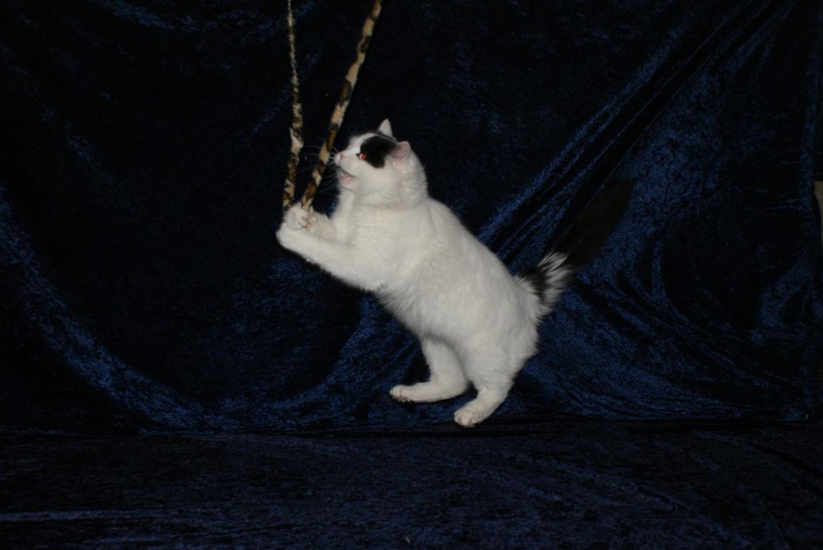 Tyrkisk Van DK Van Lehmkuhl Jason (Avlskat) billede 11