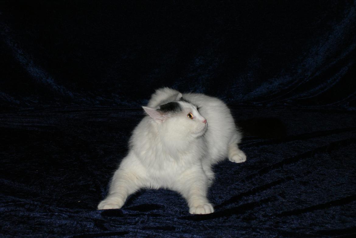 Tyrkisk Van DK Van Lehmkuhl Jason (Avlskat) billede 12