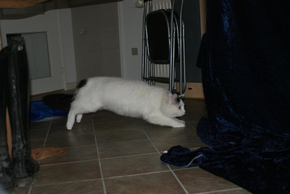 Tyrkisk Van DK Van Lehmkuhl Jason (Avlskat) billede 13