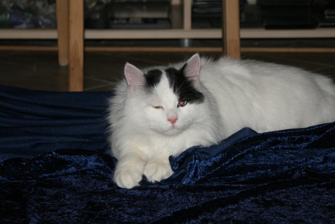 Tyrkisk Van DK Van Lehmkuhl Jason (Avlskat) billede 14