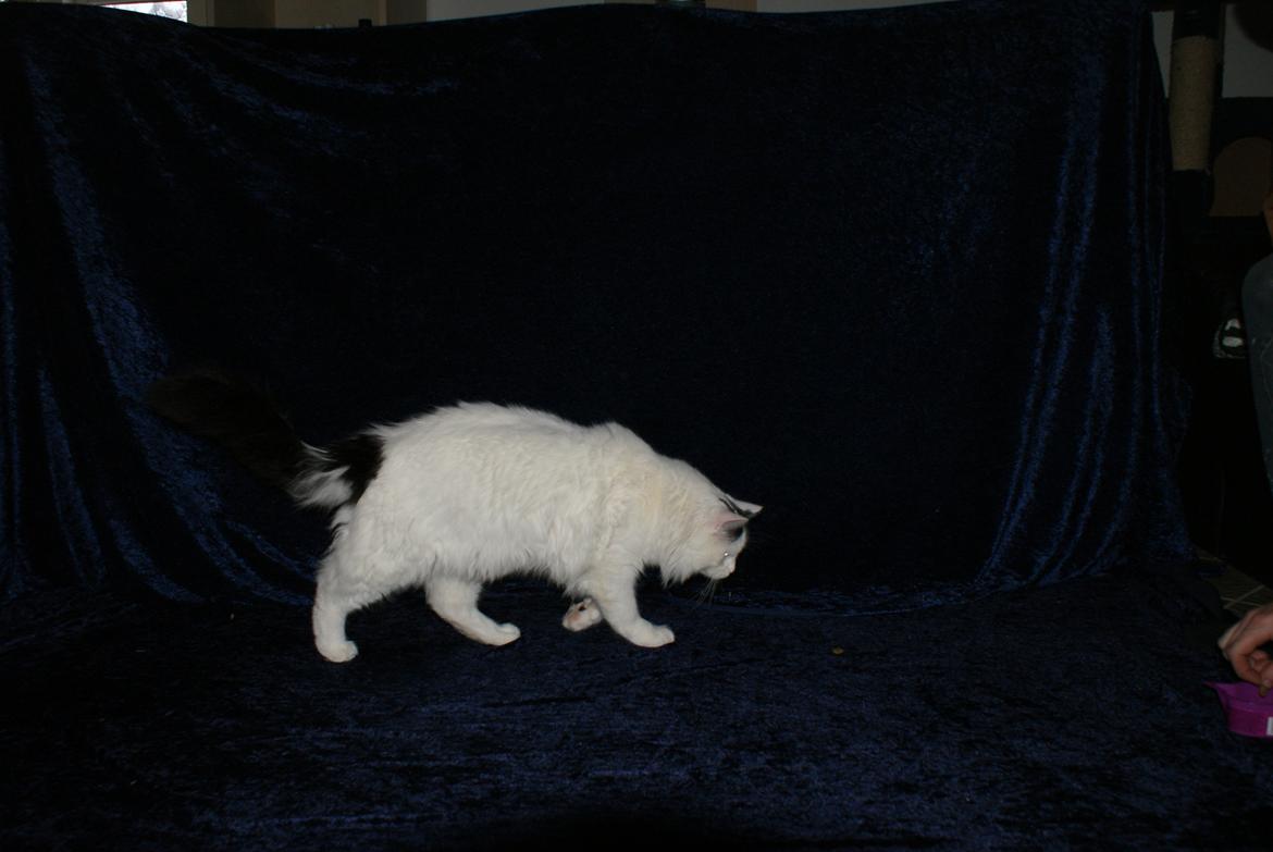 Tyrkisk Van DK Van Lehmkuhl Jason (Avlskat) billede 15