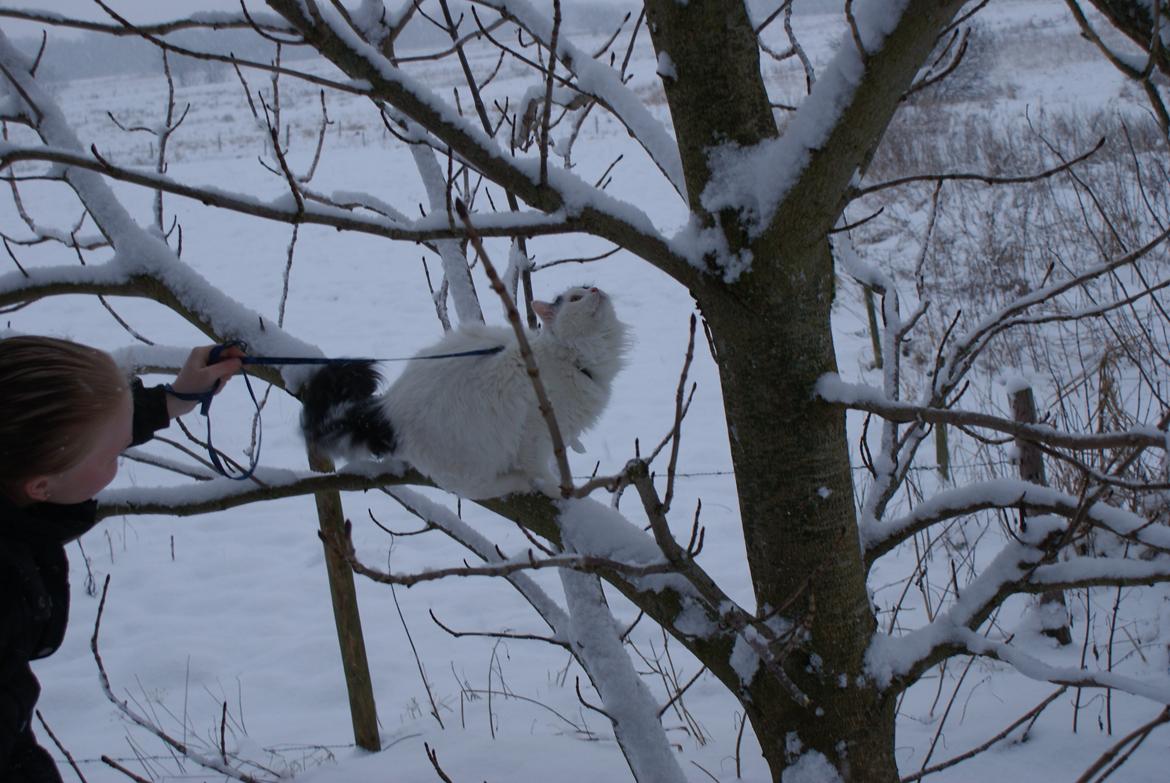 Tyrkisk Van DK Van Lehmkuhl Jason (Avlskat) billede 16