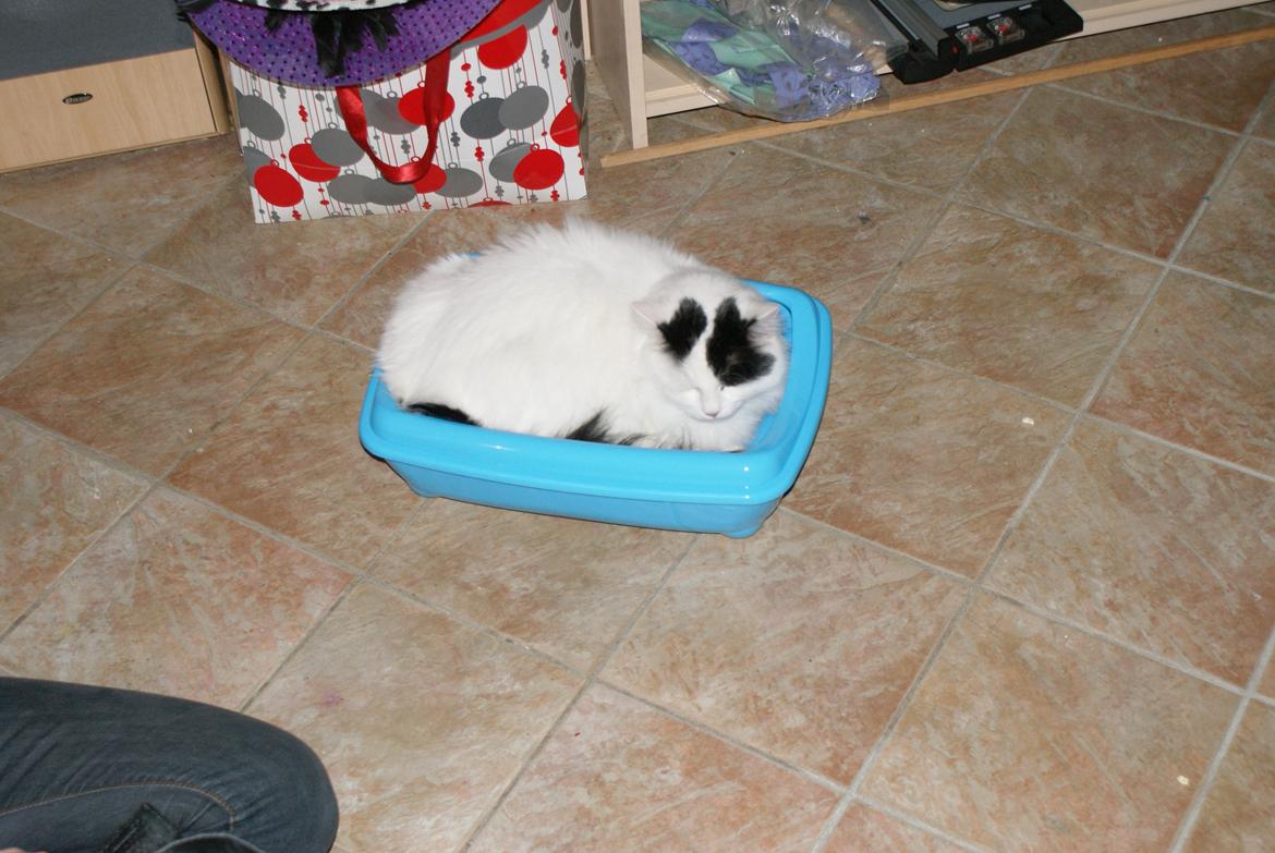 Tyrkisk Van DK Van Lehmkuhl Jason (Avlskat) billede 17