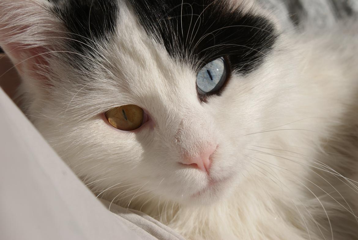 Tyrkisk Van DK Van Lehmkuhl Jason (Avlskat) billede 1