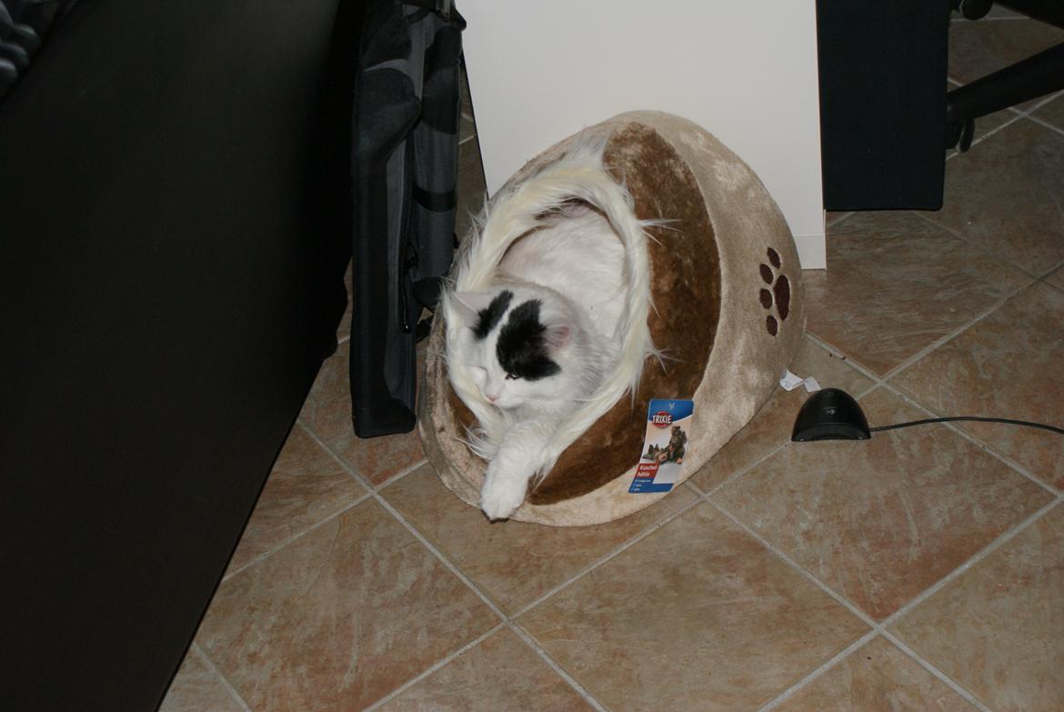 Tyrkisk Van DK Van Lehmkuhl Jason (Avlskat) billede 18