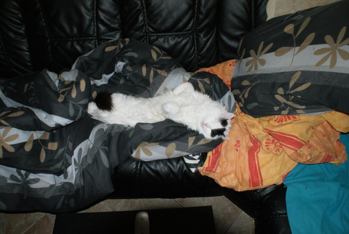 Tyrkisk Van DK Van Lehmkuhl Jason (Avlskat) billede 19