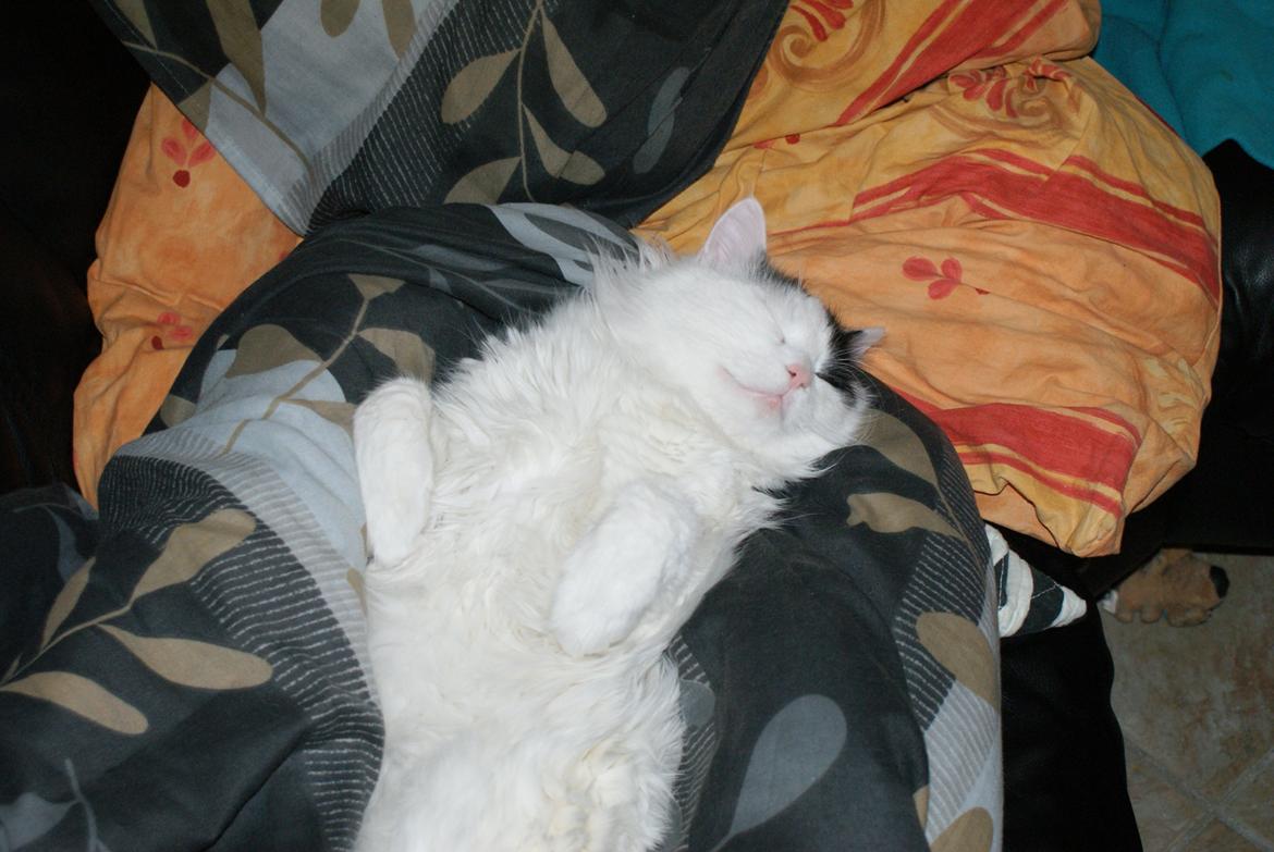 Tyrkisk Van DK Van Lehmkuhl Jason (Avlskat) billede 20