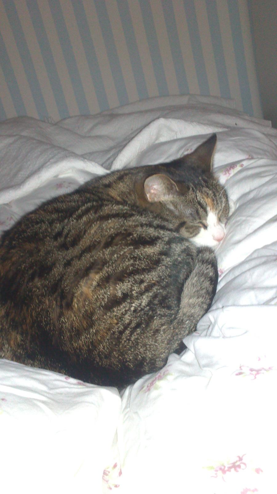 Huskat Missepigen billede 10