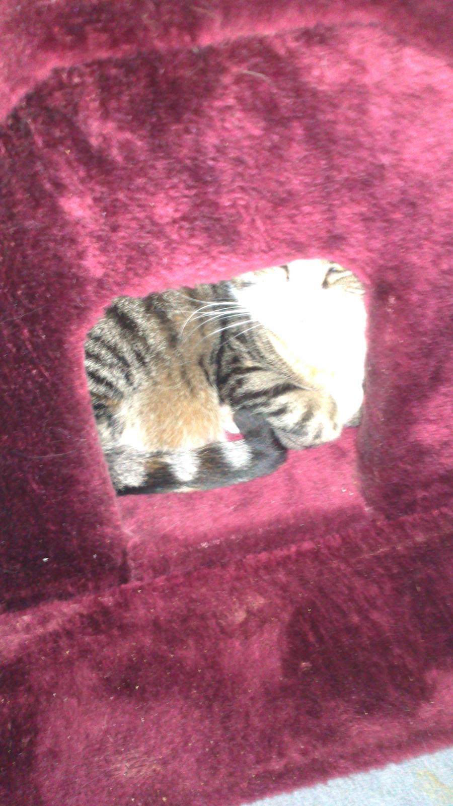 Huskat Missepigen billede 11