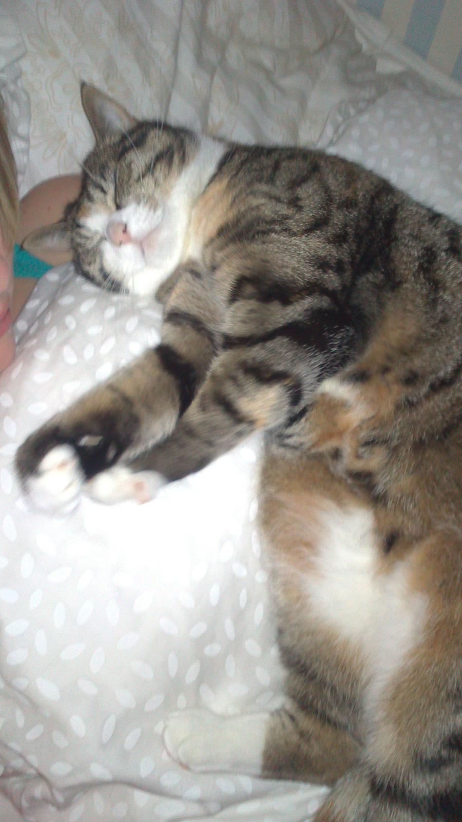 Huskat Missepigen billede 12