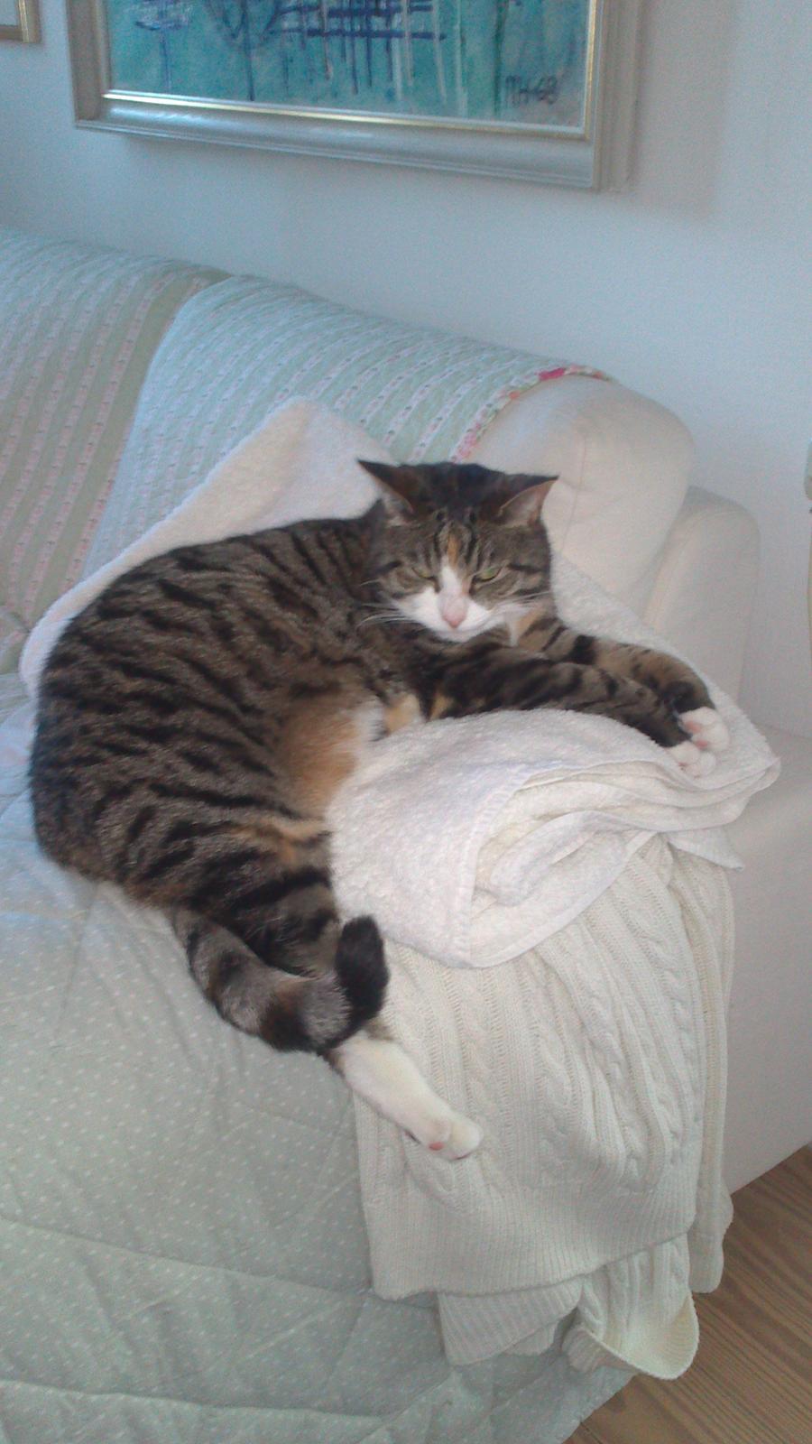 Huskat Missepigen billede 13