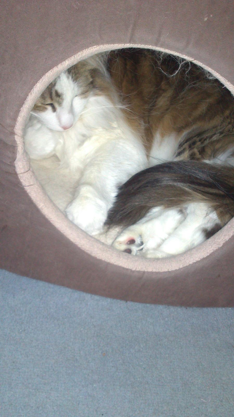 Norsk Skovkat Joko ( Jo-Kurt von friberg dk) billede 8