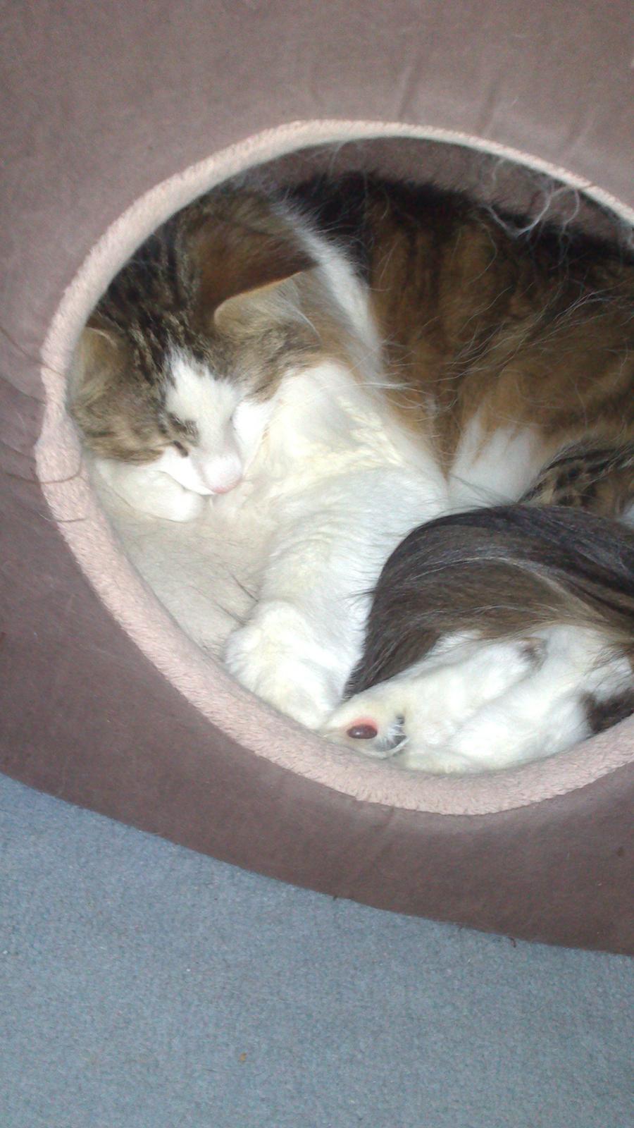 Norsk Skovkat Joko ( Jo-Kurt von friberg dk) billede 9