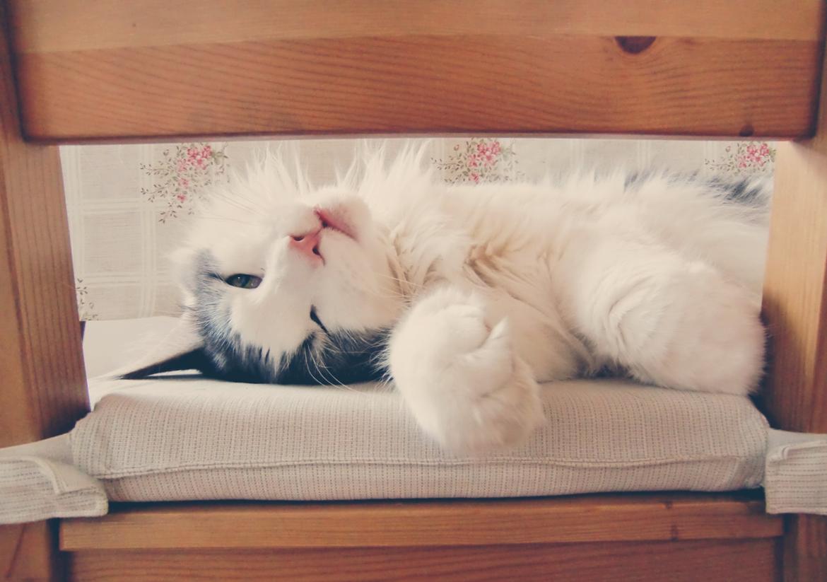 Maine Coon Milkiway - februar 2013 billede 1