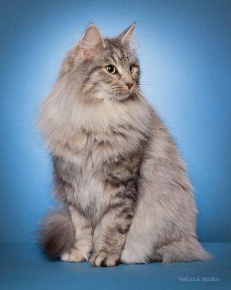 Norsk Skovkat S*Miss Mikkus Golliwogg billede 4