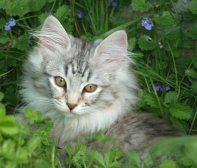 Norsk Skovkat S*Miss Mikkus Golliwogg billede 2