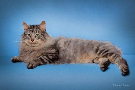 Norsk Skovkat N*Skaugumåsens Tigergutt billede 6